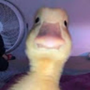 Meet your Posher, Jackson